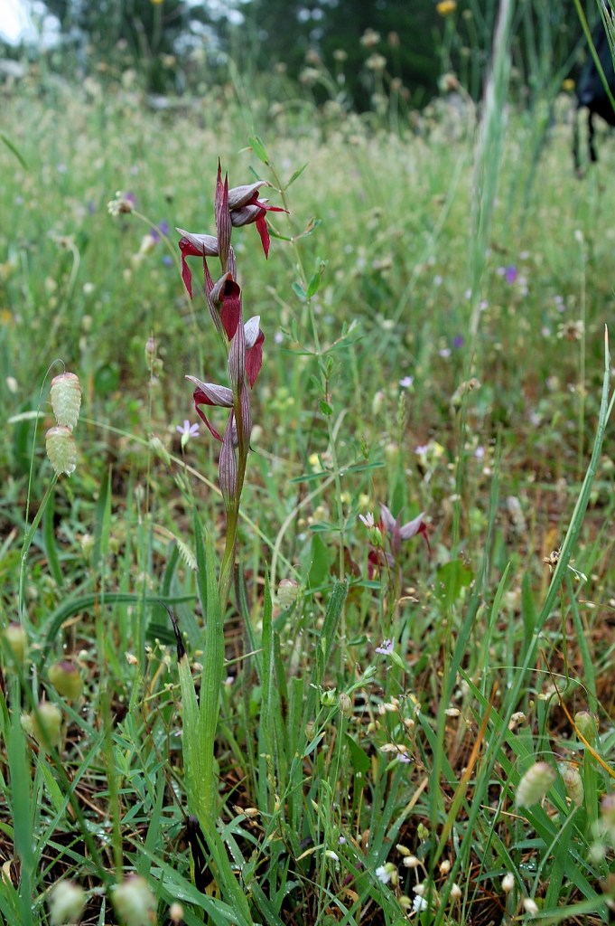 Serapias x semilingua Camus